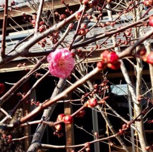 続々と竣工中！内部の造作を少しご紹介致します！！