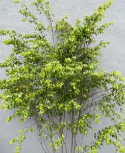 シンボルツリー☆彡